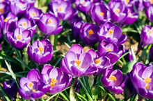 Crocus Bulbs Large Flowering Purple, F 